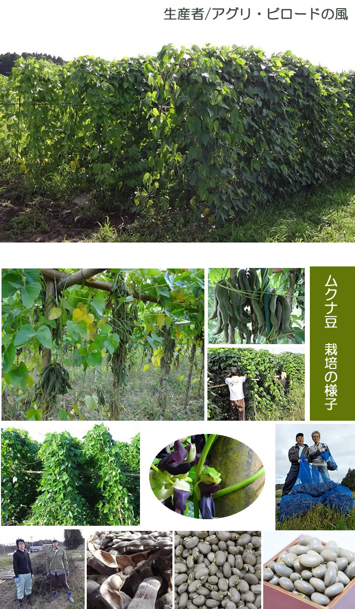 マグーズショップ ムクナ 八升豆 はっしょうまめ ムクナ豆 むくな豆 ベルベットビーン ビロード豆の詳細ページ